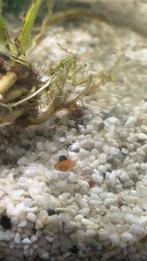 Jonge Platy mix – Gratis af te halen, Animaux & Accessoires, Poissons | Poissons d'aquarium, Poisson, Poisson d'eau douce