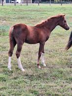 Welsh sectie B hengstveulen, Dieren en Toebehoren, Paarden, Minder dan 160 cm, 0 tot 2 jaar, Hengst, Onbeleerd