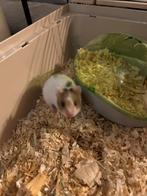 Goudhamster geboren 26 oktober, Dieren en Toebehoren, Knaagdieren, Hamster, Meerdere dieren, Tam, Oktober