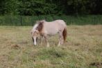 1 jarige merrie (pony) te koop, Vermifugé, Jument, Poney A (jusqu'à 1.17 m), 0 à 2 ans
