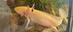 4 Axolotls Gratis, Dieren en Toebehoren, Reptielen en Amfibieën, Amfibie, Tam, 0 tot 2 jaar