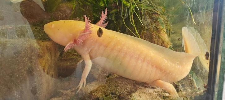 4 Axolotls Gratis, Dieren en Toebehoren, Reptielen en Amfibieën, Amfibie, 0 tot 2 jaar, Tam