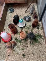 Broed eitjes Cochin kriel, Dieren en Toebehoren, Pluimvee