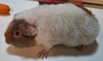 US Teddy zeugje met Stamboom, Cavia, Juli, Vrouwelijk, Tam