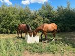 2 x 2 jarige hengst, Dieren en Toebehoren, Paarden, Hengst