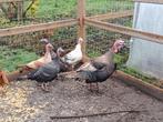 volwassen kalkoenen, Dieren en Toebehoren, Pluimvee