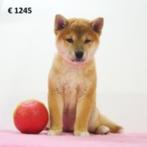 Chiots Shiba Inu à vendre (belges), Animaux & Accessoires, Commerçant, Autres races, 8 à 15 semaines, Plusieurs