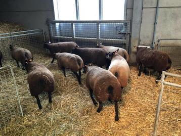 stamboek blauwe texelaar ooilammeren te koop beschikbaar voor biedingen
