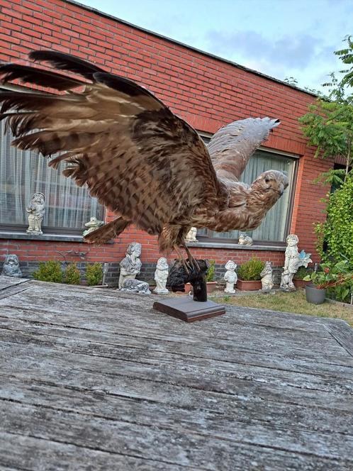 Vliegende buizerd, Verzamelen, Dierenverzamelingen, Zo goed als nieuw, Opgezet dier, Wild dier, Ophalen