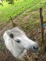 Hengst, Dieren en Toebehoren