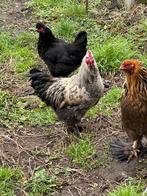 Brahma haan, Dieren en Toebehoren, Mannelijk, Overige soorten