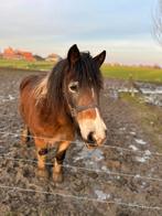 Tinker pony, Dieren en Toebehoren