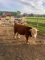 Raszuivere mini Hereford stier, Dieren en Toebehoren, Mannelijk, 0 tot 2 jaar