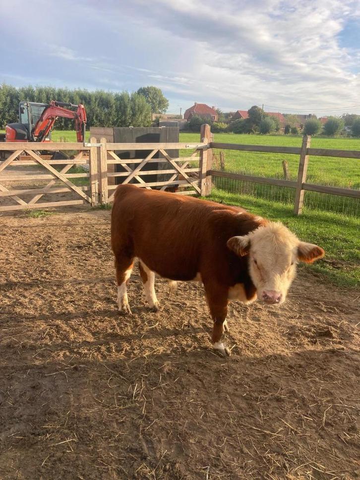 Raszuivere mini Hereford stier, Dieren en Toebehoren, Runderen, Mannelijk, 0 tot 2 jaar
