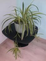 Kamerplant Graslelie, Huis en Inrichting, Kamerplanten, Ophalen, In pot