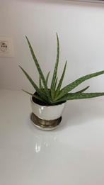 Prachtige Aloë Vera plant, Huis en Inrichting, Kamerplanten, Ophalen, Vetplant, Halfschaduw, Minder dan 100 cm