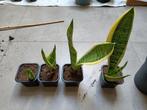Sanseveria stekjes, Huis en Inrichting, Kamerplanten, Minder dan 100 cm, Halfschaduw, Ophalen, Groene kamerplant