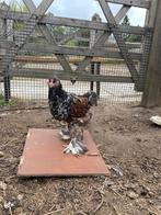 Brahma haan, Dieren en Toebehoren, Pluimvee