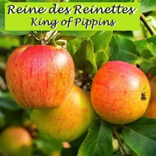 APPELBOMEN : LAAGSTAM 15€, HALFSTAM 22€/Stuk, Tuin en Terras, Planten | Fruitbomen, Appelboom, 100 tot 250 cm, Lente, In pot, Ophalen