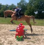 Ponette D 4 jaar, Dieren en Toebehoren, Merrie, Gechipt, Zadelmak, 3 tot 6 jaar