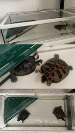 Aquarium avec tortues, Animaux & Accessoires