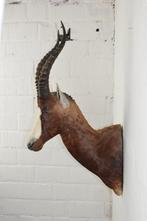 Trans African Taxidermists Blesbok Opgezet Dier Taxidermie, Ophalen, Gebruikt, Opgezet dier