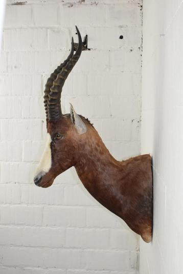 Trans African Taxidermists Blesbok Opgezet Dier Taxidermie beschikbaar voor biedingen
