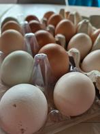 Verse eieren van gemengd kippentoom, Poule ou poulet