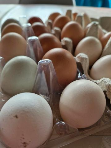 Verse eieren van gemengd kippentoom 