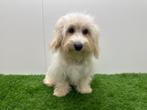 Maltipoo Puberpups