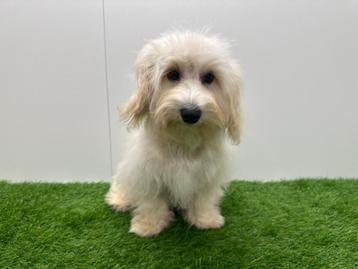Maltipoo Puberpups beschikbaar voor biedingen