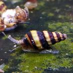Helena slak slak etende slak, Dieren en Toebehoren, Vissen | Aquariumvissen, Slak of Weekdier