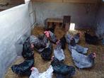 Australorp broedeieren (verzending mogelijk), Dieren en Toebehoren, Pluimvee, Geslacht onbekend, Kip