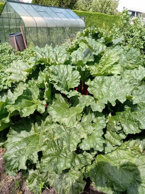 Biologische Rabarber  te  Koop, Zakelijke goederen, Landbouw | Aardappelen, Groenten, Fruit en Vlees, Ophalen
