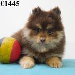 Petit Spitz - chiots Belges à vendre, Animaux & Accessoires, Chiens | Huskys, Loulous & Types primitifs, Commerçant, Autres races