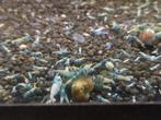 Blue Bolt (crevettes caridina)