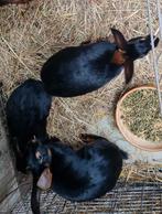 Lièvre belge, Enlèvement