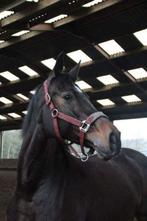 Bwp paard te koop, Dieren en Toebehoren, Paarden, B, 170 tot 175 cm, 11 jaar of ouder, Recreatiepaard