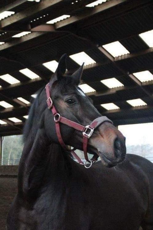 Bwp paard te koop, Dieren en Toebehoren, Paarden, Merrie, B, 170 tot 175 cm, 11 jaar of ouder, Recreatiepaard, Gechipt, Ontwormd