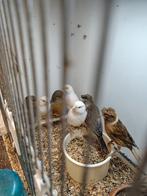 Portugese harelkijnen en enkele mozaïeken, Dieren en Toebehoren