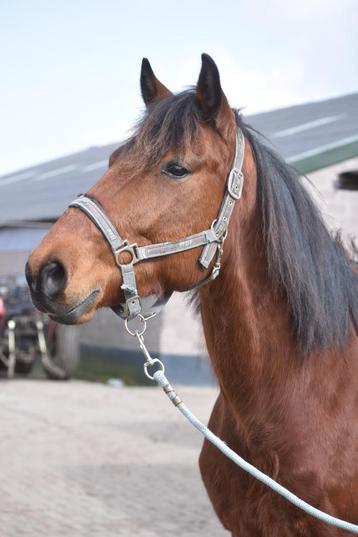 Knappe , 5 jarige, bruine ruin beschikbaar voor biedingen