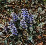 stekjes kruipend zenegroen vaste plant Ajuga, Tuin en Terras, Planten | Tuinplanten, Ophalen, Vaste plant, Halfschaduw