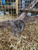 Lapin nain, Animaux & Accessoires, Lapins, Nain