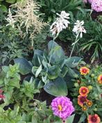 Hosta Alligator Alligator Alley /pot 25x30/, Ophalen