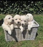 Mooie Golden Retriever-pups zijn op oek naar een gouden mand, Golden retriever, België, Fokker | Hobbymatig, 8 tot 15 weken