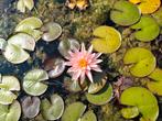 Nymphaea sunny pink, Tuin en Terras, Ophalen, Zo goed als nieuw