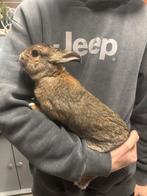 Lief en rustig konijntje te koop, Dieren en Toebehoren, Konijnen, Mannelijk, Dwerg, 0 tot 2 jaar
