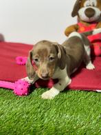 Teckel en dwergteckel pups, Dieren en Toebehoren, Honden | Teckels en Dashonden, 15 weken tot 1 jaar, CDV (hondenziekte), Dwerg