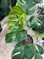 Monstera Deliciosa Albo Variegata, Huis en Inrichting, Kamerplanten, Ophalen, In pot