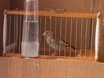 2 jeunes chardonnerets parva, Dieren en Toebehoren, Vogels | Kanaries, Mannelijk